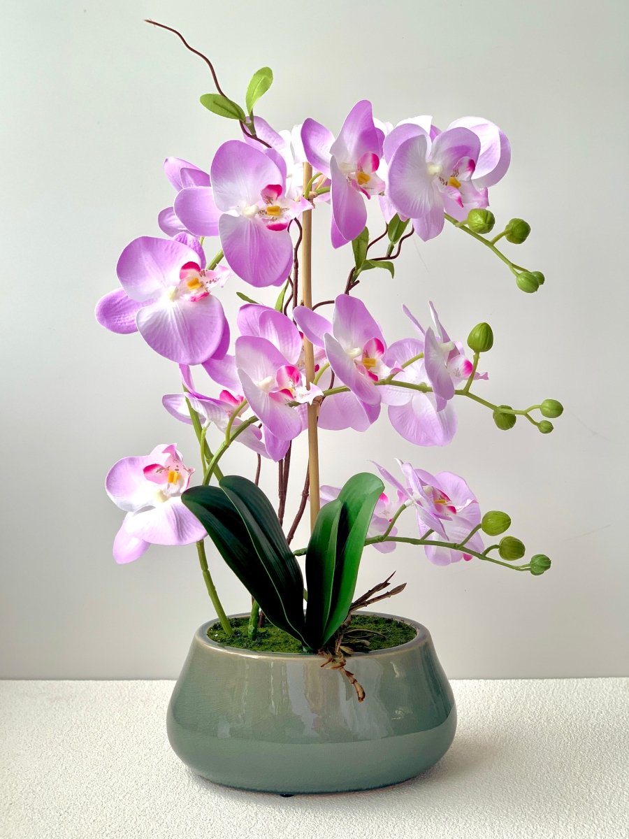 Abundance Royal Phalaenopsis - White - Gifting plant - Tumbleweed Plants - Online Plant Delivery Singapore