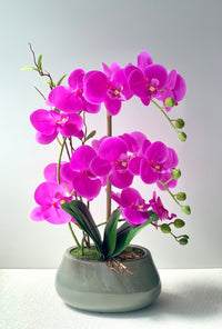 Abundance Royal Phalaenopsis - White - Gifting plant - Tumbleweed Plants - Online Plant Delivery Singapore