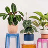 Add A Plant: Styled by Tumbleweed - mini - Add Ons - Tumbleweed Plants - Online Plant Delivery Singapore