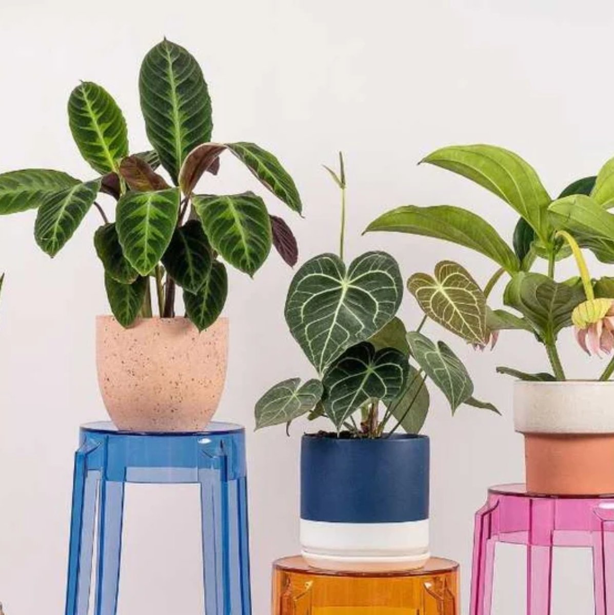 Add A Plant: Styled by Tumbleweed - mini - Add Ons - Tumbleweed Plants - Online Plant Delivery Singapore