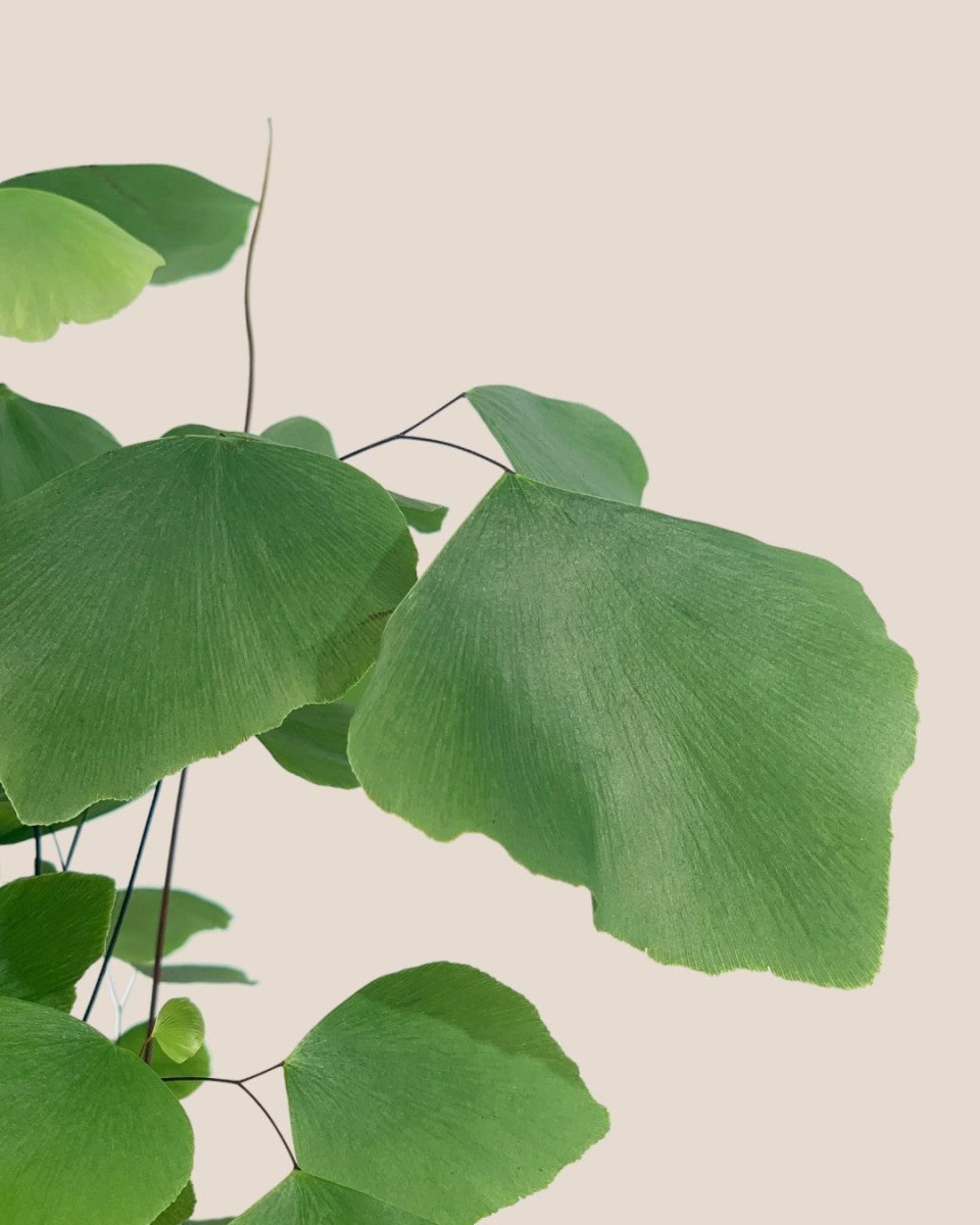 Adiantum Peruvianum - grow pot - Potted plant - Tumbleweed Plants - Online Plant Delivery Singapore