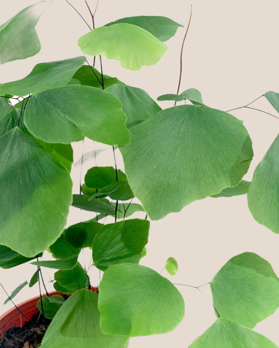 Adiantum Peruvianum - grow pot - Potted plant - Tumbleweed Plants - Online Plant Delivery Singapore