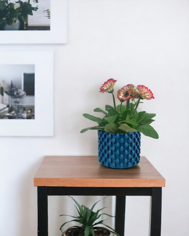 African Daisy - carter planter - large - Potted plant - Tumbleweed Plants - Online Plant Delivery Singapore