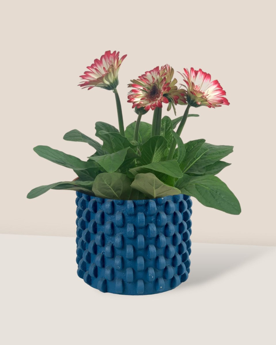 African Daisy - carter planter - large - Potted plant - Tumbleweed Plants - Online Plant Delivery Singapore