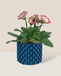 African Daisy - carter planter - large - Potted plant - Tumbleweed Plants - Online Plant Delivery Singapore