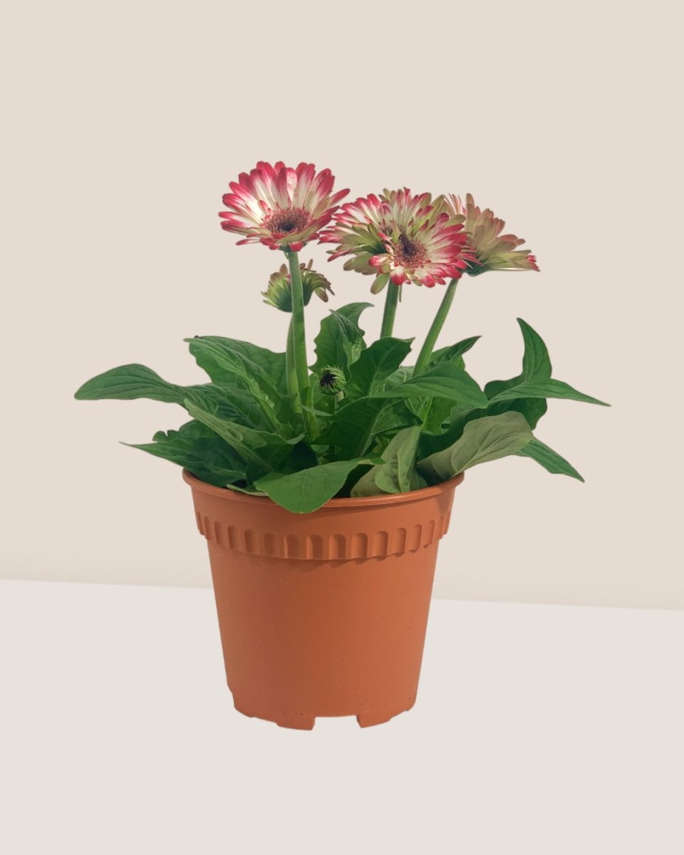 African Daisy - grow pot - Potted plant - Tumbleweed Plants - Online Plant Delivery Singapore