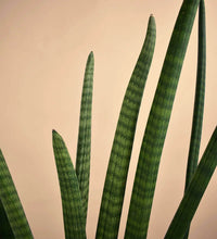 African Spear Plant in Viti Planter - grow pot - Gifting plant - Tumbleweed Plants - Online Plant Delivery Singapore