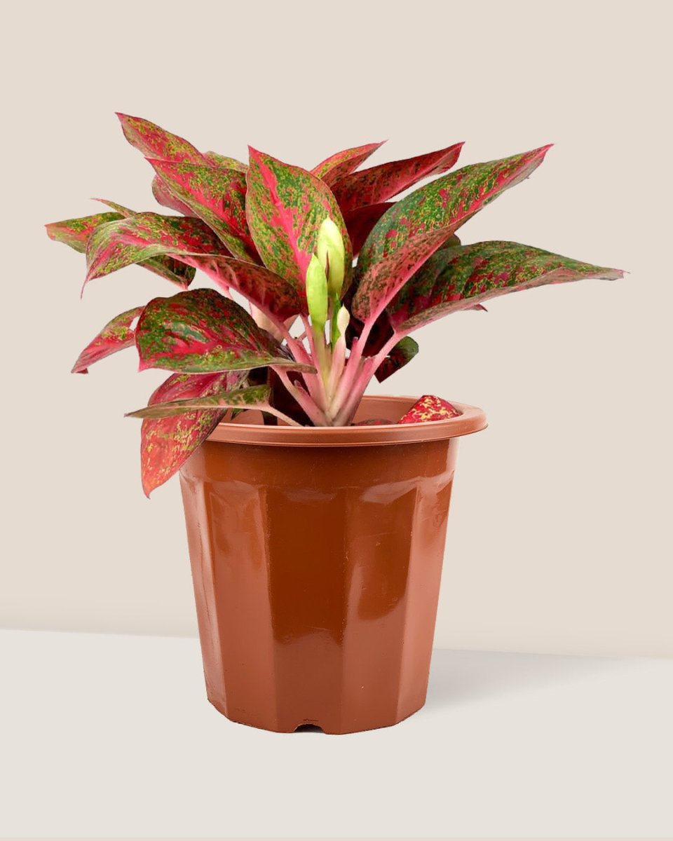 Aglaonema Pink (Pink Stems) - Tumbleweed Plants