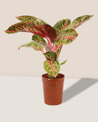 Aglaonema Pride of Sumatra - grow pot - Potted plant - Tumbleweed Plants - Online Plant Delivery Singapore