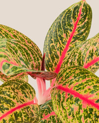 Aglaonema Pride of Sumatra - grow pot - Potted plant - Tumbleweed Plants - Online Plant Delivery Singapore