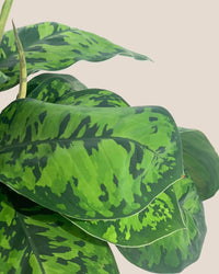 Aglaonema Trico Camo - Grow Pot - Potted plant - Tumbleweed Plants - Online Plant Delivery Singapore