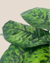Aglaonema Trico Camo - Grow Pot - Potted plant - Tumbleweed Plants - Online Plant Delivery Singapore