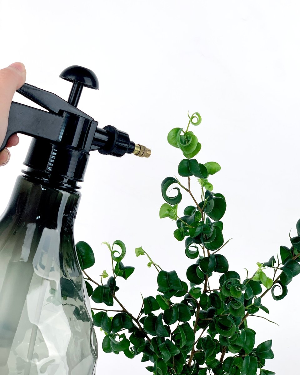 Spray Bottle - Jade Green - Watering can - Tumbleweed Plants - Online Plant Delivery Singapore