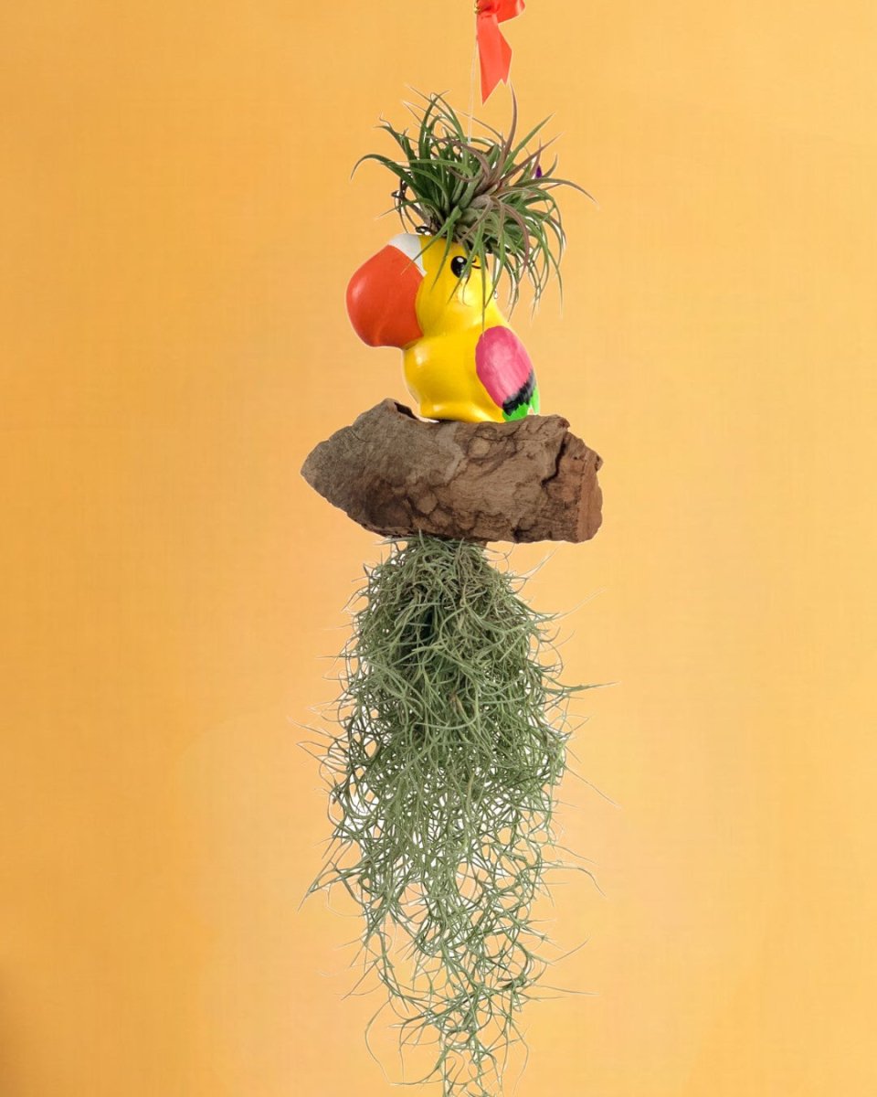 Air Plant - Tillandsia (Hanging) - Gifting plant - Tumbleweed Plants - Online Plant Delivery Singapore