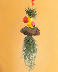 Air Plant - Tillandsia (Hanging) - Gifting plant - Tumbleweed Plants - Online Plant Delivery Singapore