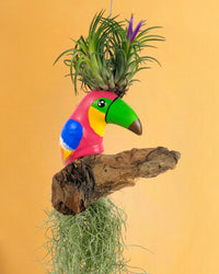 Air Plant - Tillandsia (Hanging) - Gifting plant - Tumbleweed Plants - Online Plant Delivery Singapore