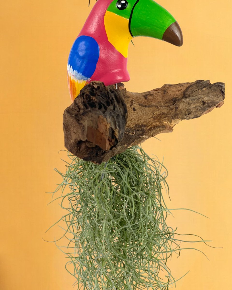 Air Plant - Tillandsia (Hanging) - Gifting plant - Tumbleweed Plants - Online Plant Delivery Singapore