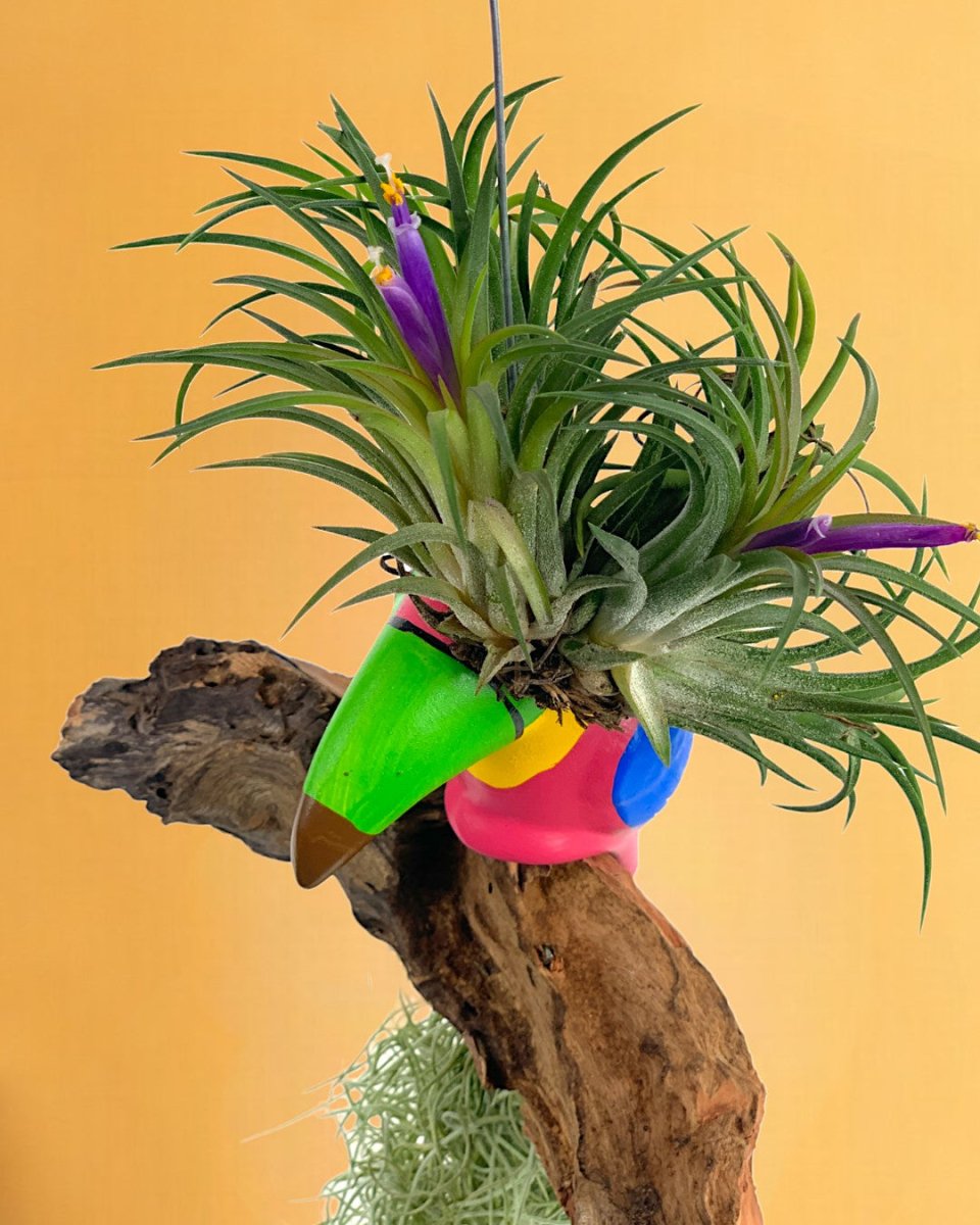 Air Plant - Tillandsia (Hanging) - Gifting plant - Tumbleweed Plants - Online Plant Delivery Singapore