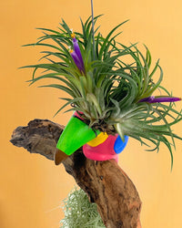 Air Plant - Tillandsia (Hanging) - Gifting plant - Tumbleweed Plants - Online Plant Delivery Singapore