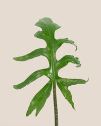 Alocasia Brancifolia - grow pot - Potted plant - Tumbleweed Plants - Online Plant Delivery Singapore