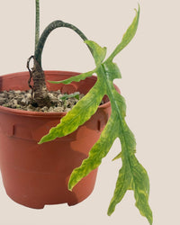 Alocasia Brancifolia - grow pot - Potted plant - Tumbleweed Plants - Online Plant Delivery Singapore