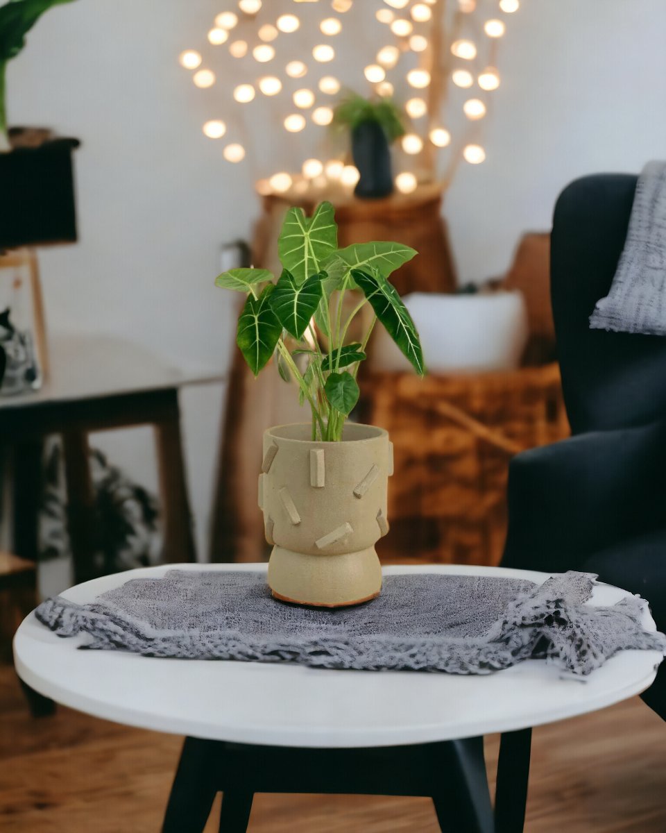 Alocasia Green Velvet - dash planter - sage - Potted plant - Tumbleweed Plants - Online Plant Delivery Singapore