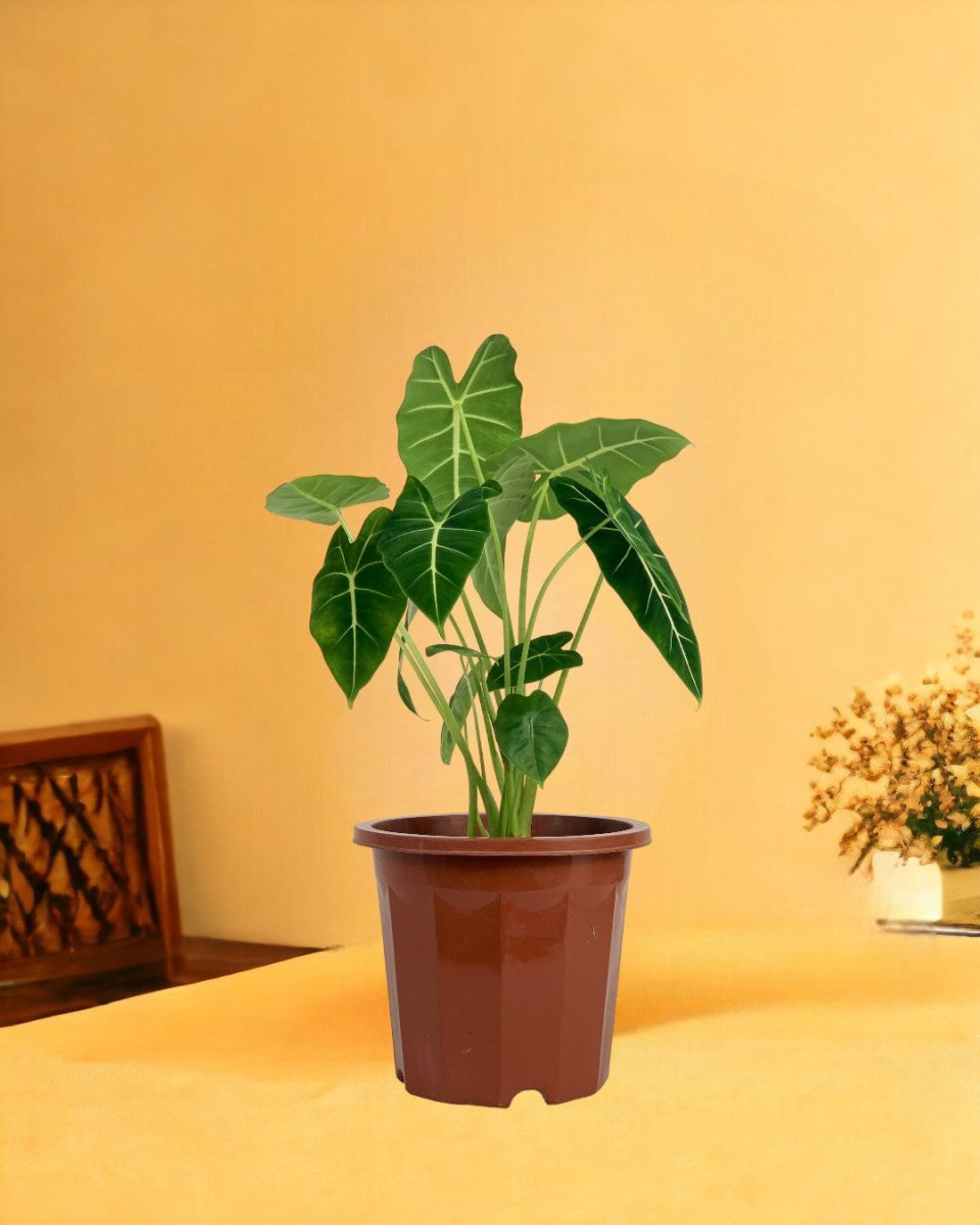 Alocasia Green Velvet - grow pot - Gifting plant - Tumbleweed Plants - Online Plant Delivery Singapore