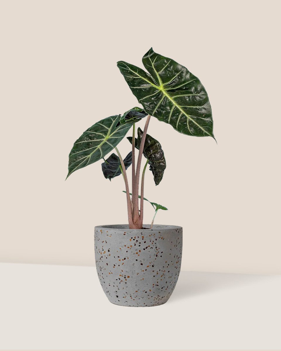 egg pot - medium/grey
