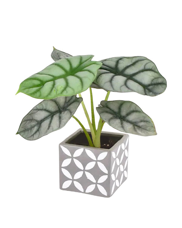 Alocasia Silver Dragon - cement cube - Just plant - Tumbleweed Plants - Online Plant Delivery Singapore