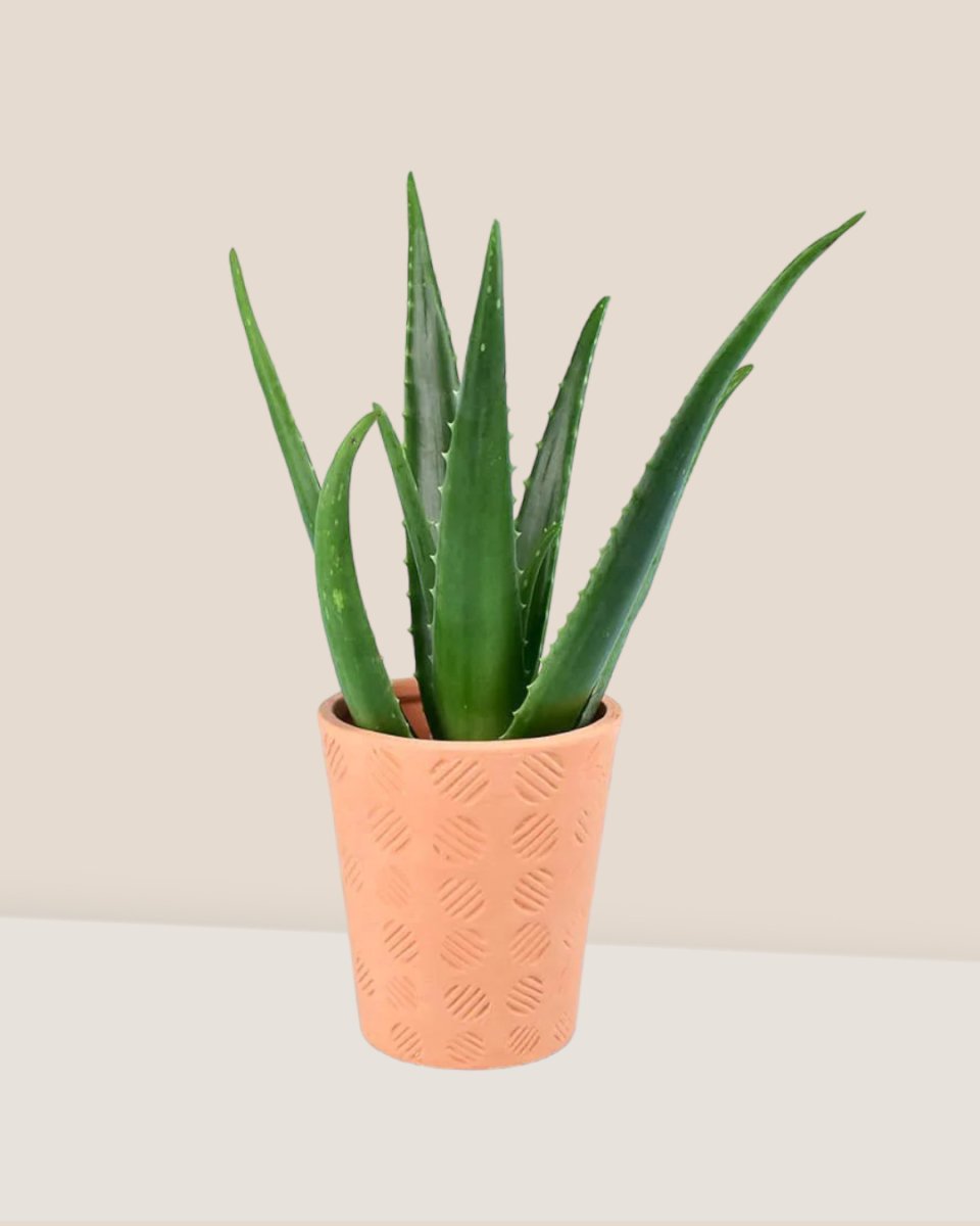 Aloe Vera - striped circle terracotta pot - Potted plant - Tumbleweed Plants - Online Plant Delivery Singapore