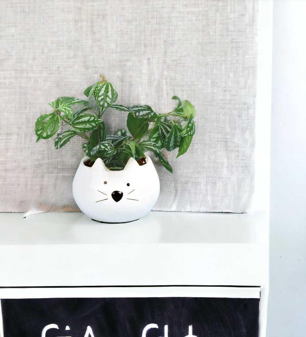 Aluminium Plant - Frenchie Planter - Potted plant - Tumbleweed Plants - Online Plant Delivery Singapore