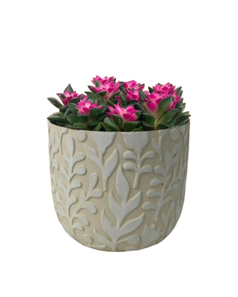 Anacampseros rufescens 'Sunrise' - annabelle planter - Potted plant - Tumbleweed Plants - Online Plant Delivery Singapore