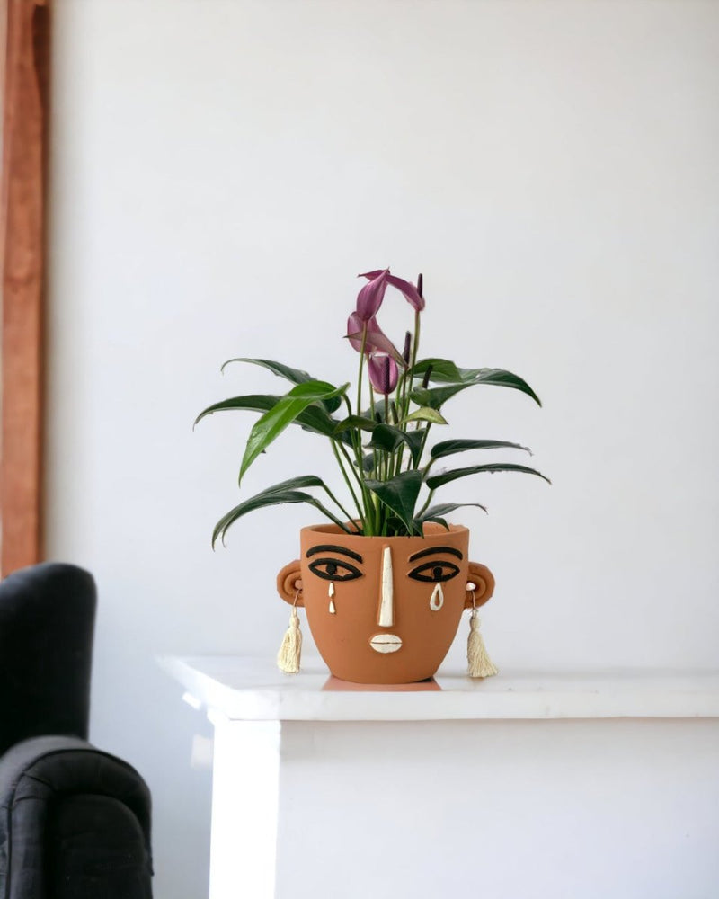 Anthurium Andraeanum "Zizou purple" - polly planter - short/brown - Potted plant - Tumbleweed Plants - Online Plant Delivery Singapore