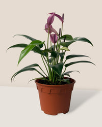 Anthurium Andraeanum "Zizou purple" - grow pot - Potted plant - Tumbleweed Plants - Online Plant Delivery Singapore