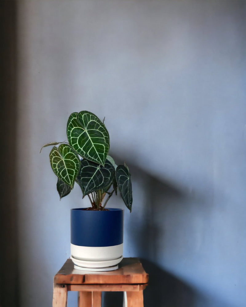 Anthurium Clarinervium - egg pot - small/grey - Just plant - Tumbleweed Plants - Online Plant Delivery Singapore