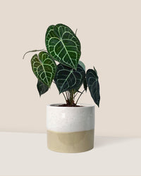 Anthurium Clarinervium - cream two tone planter - Just plant - Tumbleweed Plants - Online Plant Delivery Singapore