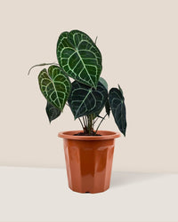 Anthurium Clarinervium - grow pot - Just plant - Tumbleweed Plants - Online Plant Delivery Singapore