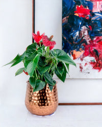 Anthurium Flamingo Red - Garath Planter (Small) - Potted plant - Tumbleweed Plants - Online Plant Delivery Singapore