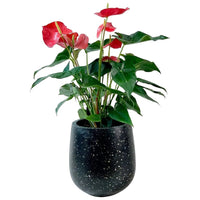 Anthurium Flamingo Red Tall