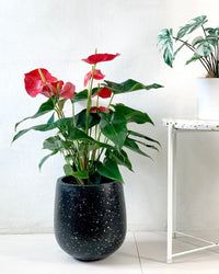 Anthurium Andraeanum Red - little tulip pots - black - Potted plant - Tumbleweed Plants - Online Plant Delivery Singapore
