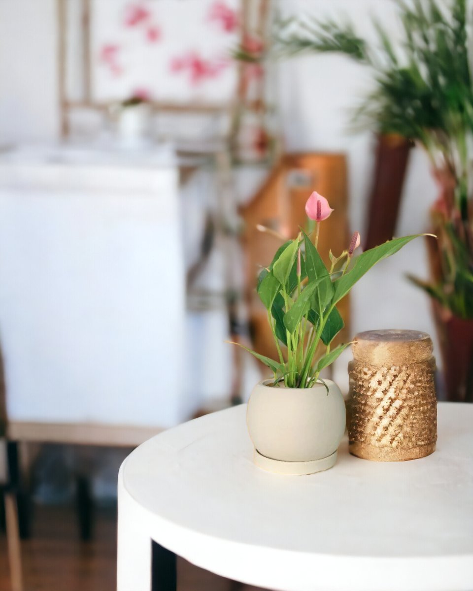 Anthurium Lilli Pink - white flour planter - round - Potted plant - Tumbleweed Plants - Online Plant Delivery Singapore