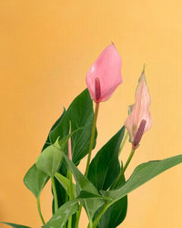 Anthurium Lilli Pink - grow pot - Potted plant - Tumbleweed Plants - Online Plant Delivery Singapore