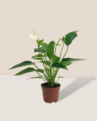 Anthurium Mini White - grow pot - Potted plant - Tumbleweed Plants - Online Plant Delivery Singapore