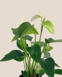 Anthurium Mini White - grow pot - Potted plant - Tumbleweed Plants - Online Plant Delivery Singapore