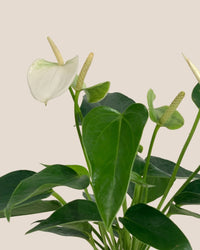 Anthurium Mini White - grow pot - Potted plant - Tumbleweed Plants - Online Plant Delivery Singapore