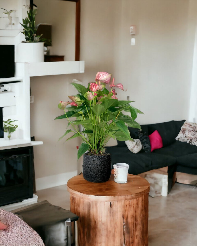 Anthurium Mystique Pink - sunday planter - Potted plant - Tumbleweed Plants - Online Plant Delivery Singapore