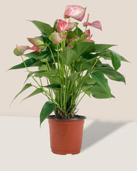 Anthurium Mystique Pink - grow pot - Potted plant - Tumbleweed Plants - Online Plant Delivery Singapore