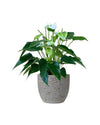 Anthurium White Dream - egg pot - small/grey - Just plant - Tumbleweed Plants - Online Plant Delivery Singapore