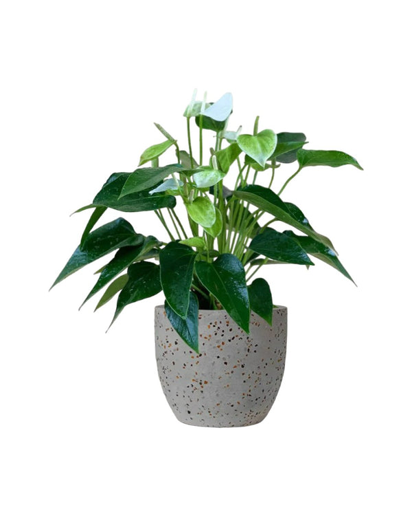 Anthurium White Dream - egg pot - small/grey - Just plant - Tumbleweed Plants - Online Plant Delivery Singapore