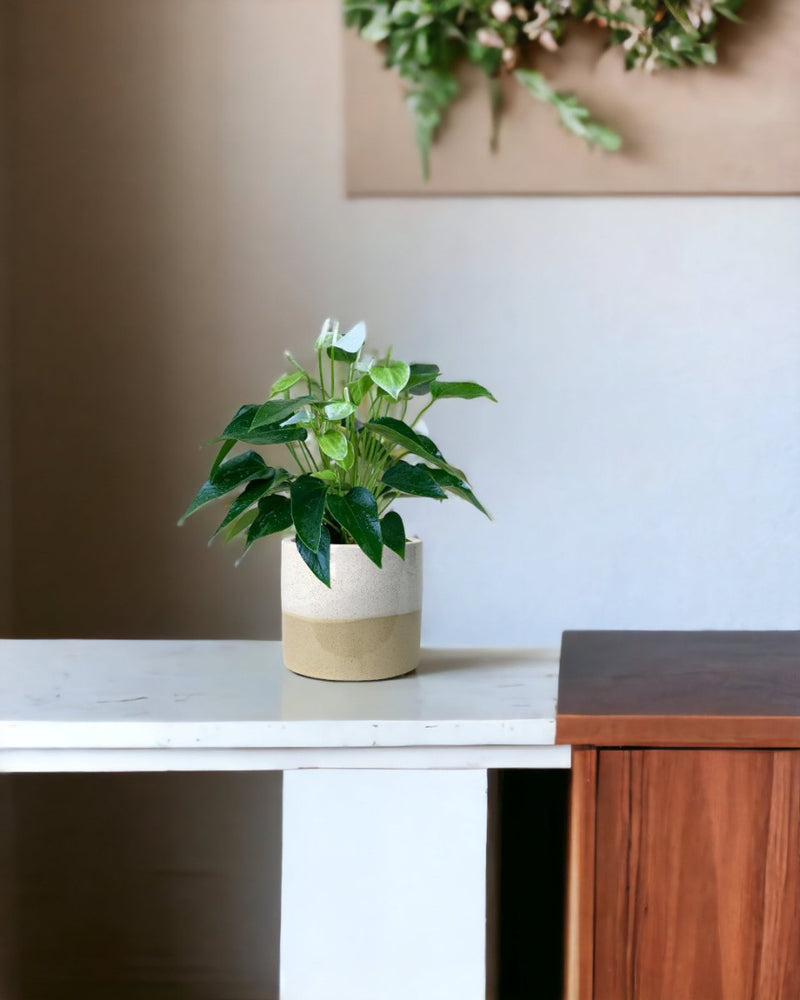 Anthurium White Dream - egg pot - small/grey - Just plant - Tumbleweed Plants - Online Plant Delivery Singapore
